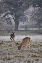 some fallow deer in a field covered in hoar frost
