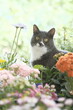 The gray cat is sitting among the flowers.