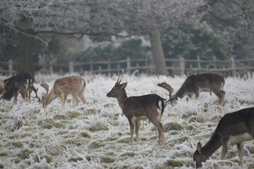 Wall Mural - some fallow deer in a field covered in hoar frost