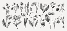 Botanical Collection Of Garden Floral Plants. Cowslip, Bluebell, Grape Hyacinth, Hellebore, Fritillary, Violet Sketches Isolated On White Background. Vector Illustrations Of Woodland Wildflowers