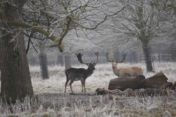 Wall Mural - some fallow deer in a field covered in hoar frost