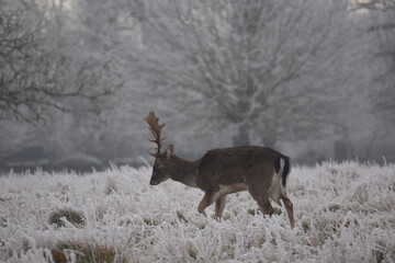 Wall Mural - some fallow deer in a field covered in hoar frost