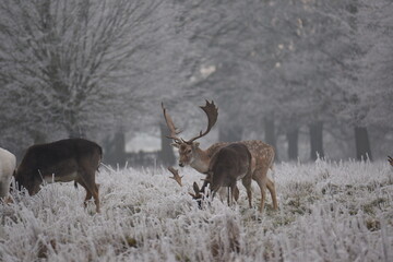Wall Mural - some fallow deer in a field covered in hoar frost