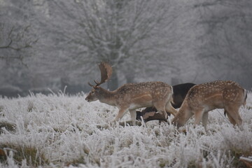 Wall Mural - some fallow deer in a field covered in hoar frost