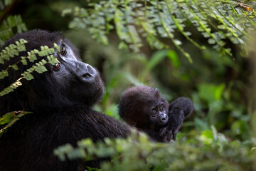 Gorilla Mother and Baby