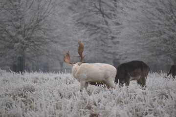 Wall Mural - some fallow deer in a field covered in hoar frost