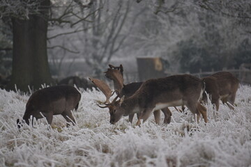 Wall Mural - some fallow deer in a field covered in hoar frost
