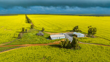 Farm In A Rape Field In Spring Blossom, Western Australia, Australia, Pacific