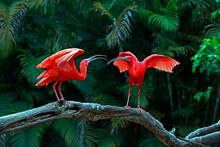 Two Scarlet Ibis Vying For Space On Tree Trunk. Brazil