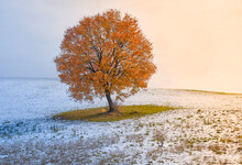 An Oak Tree With Orange Leaves In The Middle Of A Snow Covered Field, Italy, Europe