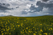 Yellow flowers in blossoming rapeseed field