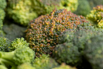 Green ripe broccoli in raw form