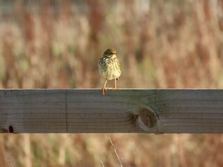 Canvas Print - meadow pipit anthus pratensis perched on a fence