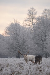 some fallow deer in a field covered in hoar frost