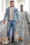 Fototapeta Psy - A man in a denim suit walks with dogs on a leash. Welsh corgi-Pembroke walk with the owner along the embankment.