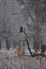 Wall Mural - some fallow deer in a field covered in hoar frost