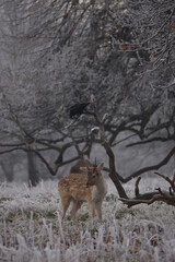 Wall Mural - some fallow deer in a field covered in hoar frost
