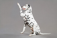 Cute Dalmatian Dog Sitting Doing Paw Trick Portrait On A Grey Background In The Studio