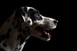 cute dalmatian dog close up head profile portrait on a black background in the studio