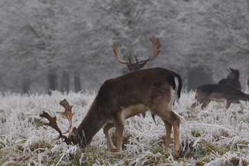 Wall Mural - some fallow deer in a field covered in hoar frost