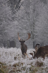 Wall Mural - some fallow deer in a field covered in hoar frost