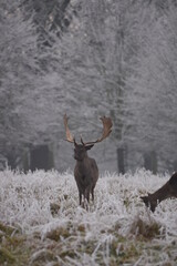 Wall Mural - some fallow deer in a field covered in hoar frost