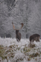 Wall Mural - some fallow deer in a field covered in hoar frost