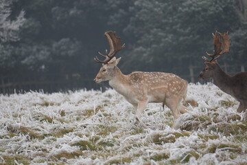 Wall Mural - some fallow deer in a field covered in hoar frost