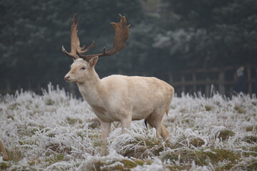 Wall Mural - some fallow deer in a field covered in hoar frost