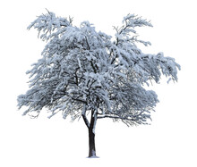 Winter Tree Isolated