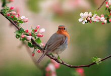 A Robin Bird Is Sitting In A Sunny Spring Garden On A Branch Of An Apple Tree With Pink Flowers