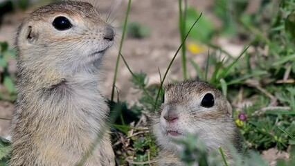 Wall Mural - Ground squirrel Spermophilus pygmaeus standing in the grass. Close up.