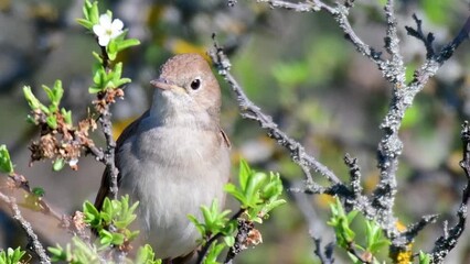 Sticker - Common nightingale Luscinia megarhynchos. Singing bird in the wild.