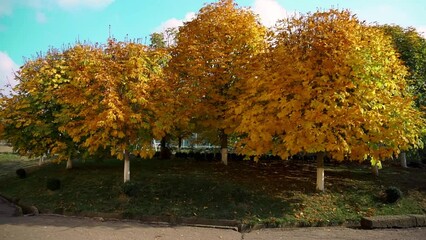 Canvas Print - trees with yellow leaves sway