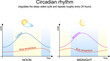 circadian rhythm. Body temperature, cortisol and melatonin