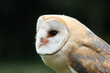 Barn owl profile