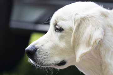 Canvas Print - White Labrador dog close-up