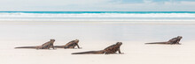 Galapagos Marine Iguanas Relaxing On Tortuga Bay Beach, Santa Cruz Island, Galapagos Islands. Animals, Wildlife Photography Banner Landscape