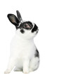 A black and white Dwarf rabbit sitting with a transparent background