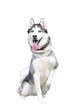 A purebred Siberian Husky dog sitting and panting on a transparent background