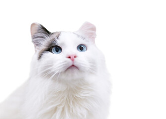 A fluffy white cat with blue eyes and its left ear tipped on a transparent background