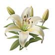 lily on a transparent background png isolated Generative Ai