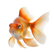 goldfish on a transparent background png isolated Generative Ai