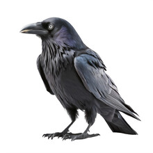 Raven On A Transparent Background Png Isolated Generative Ai