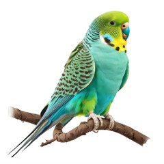 Wall Mural - canary on a transparent background png isolated generative ai