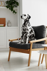 Poster - Adorable Dalmatian dog sitting on armchair indoors