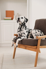 Wall Mural - Adorable Dalmatian dog on armchair at home
