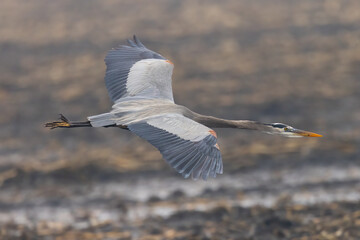 Wall Mural - Close view of a great blue heron flying, seen in the wild in North California