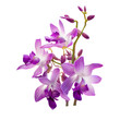 dendrobium orchid isolated on transparent background cutout