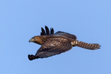 Sticker - Close view of a red-tailed hawk flying, seen in the wild in  North California